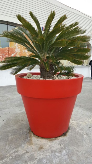 Cycca Revoluta spaansetuin enzo