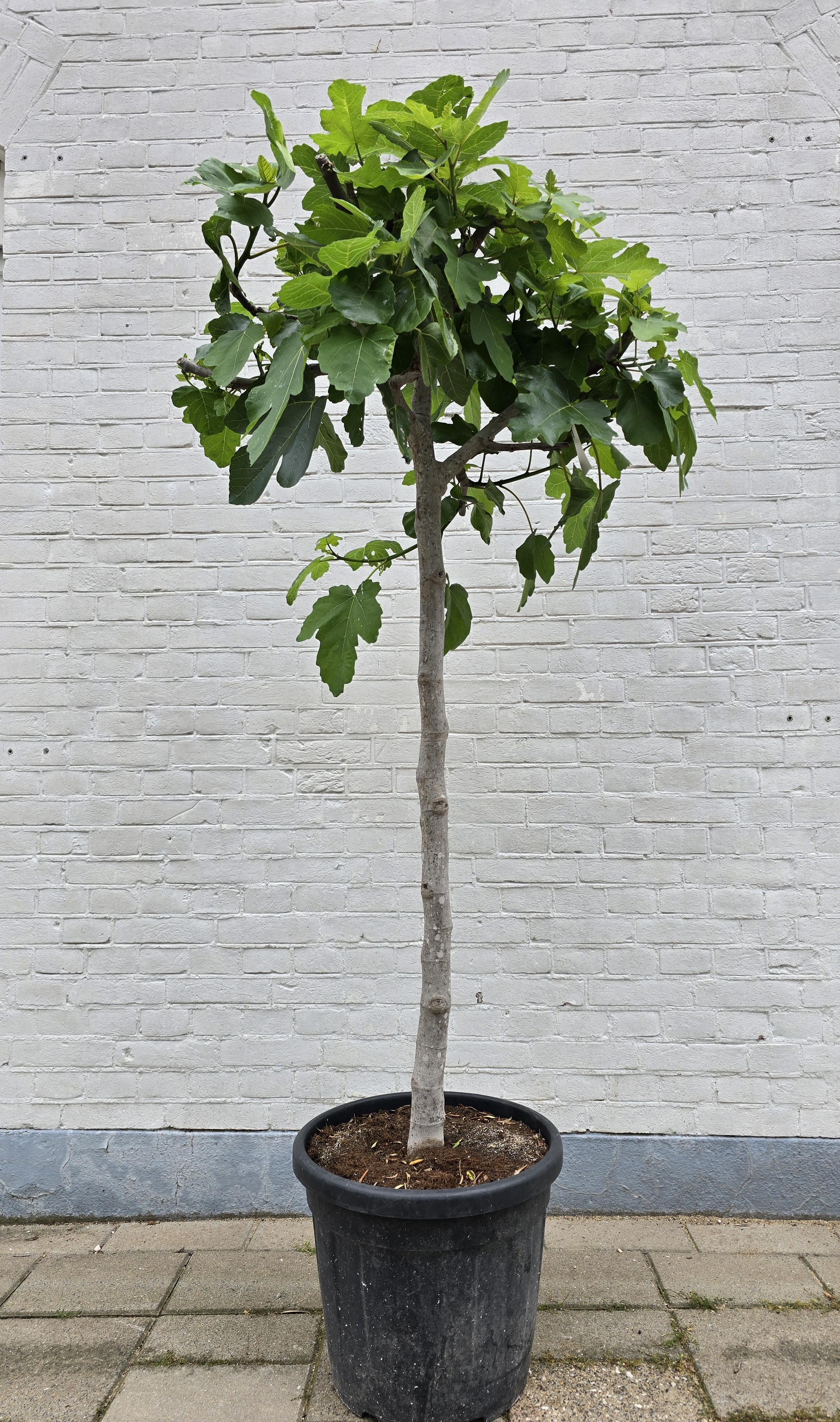 Ficus Carica