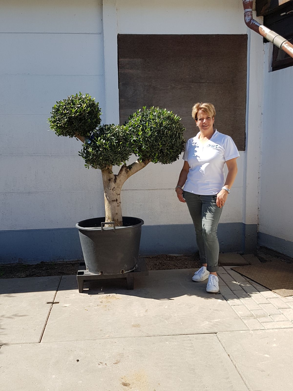 Olea europea Multi Bola’s