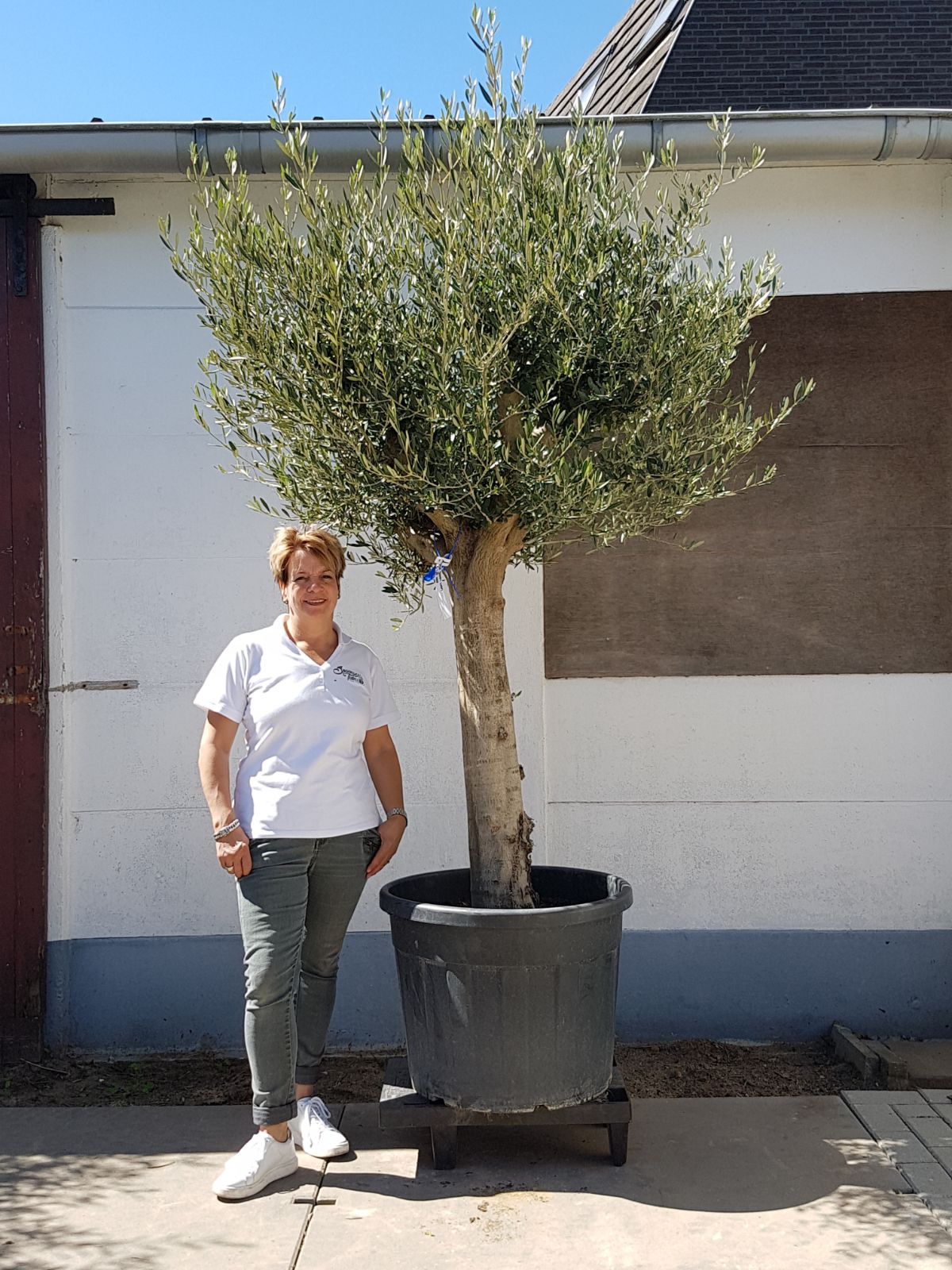 Olea europea “Piel Joven”