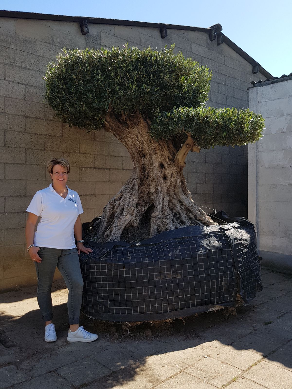 Olea europea “Disco”