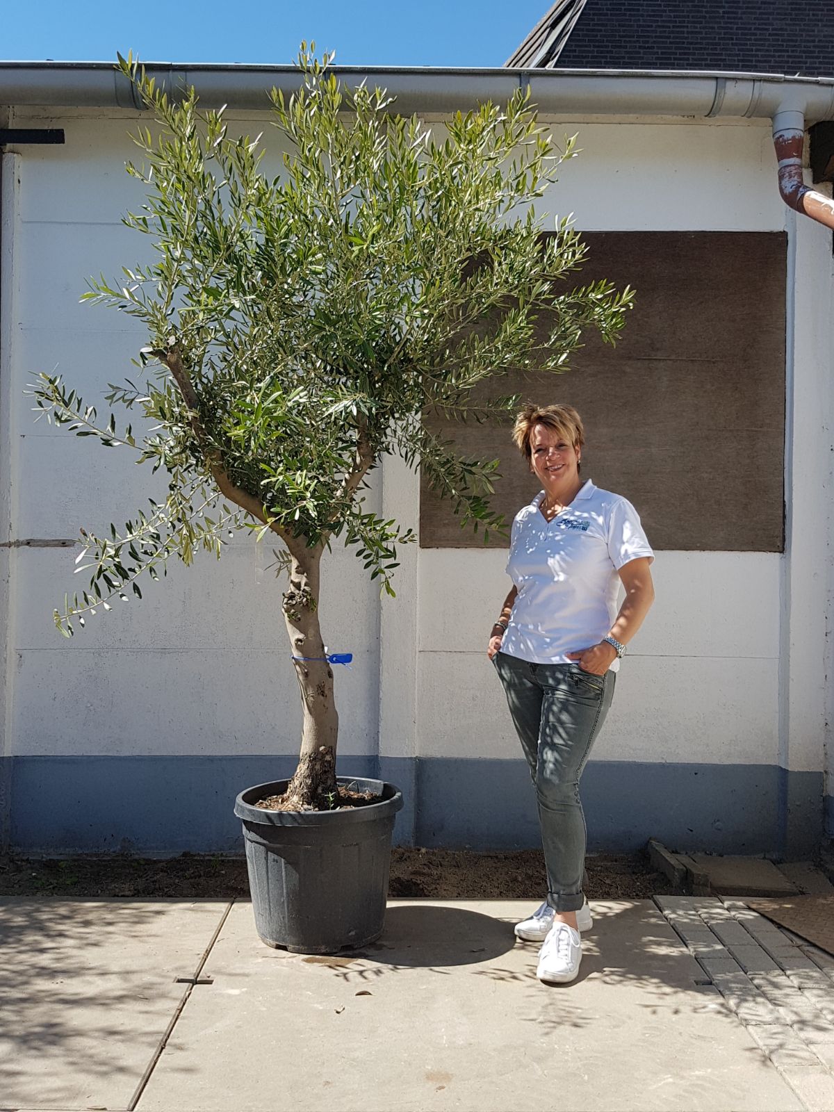 Olea europea “Cala”