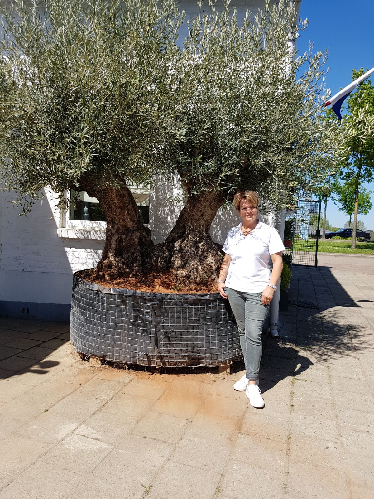 Olea europea “Bonsai Doble”