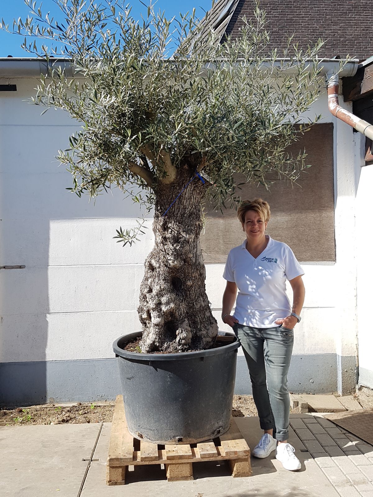 Olea europea “Bonsai”