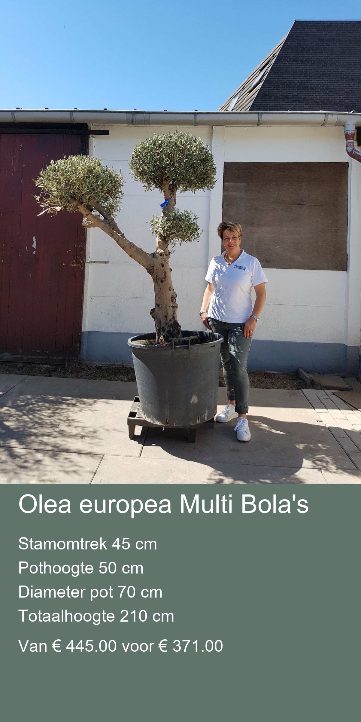Olea europea stamomtrek 15/25 cm