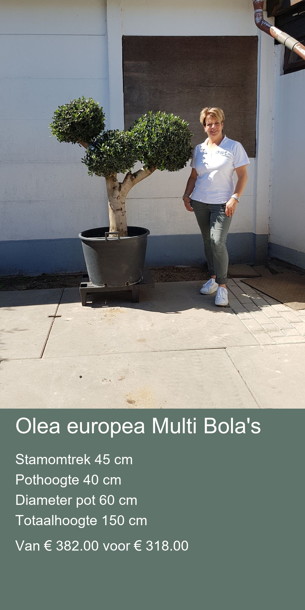 Olea europea “Cala” stamomtrek 20/30 cm