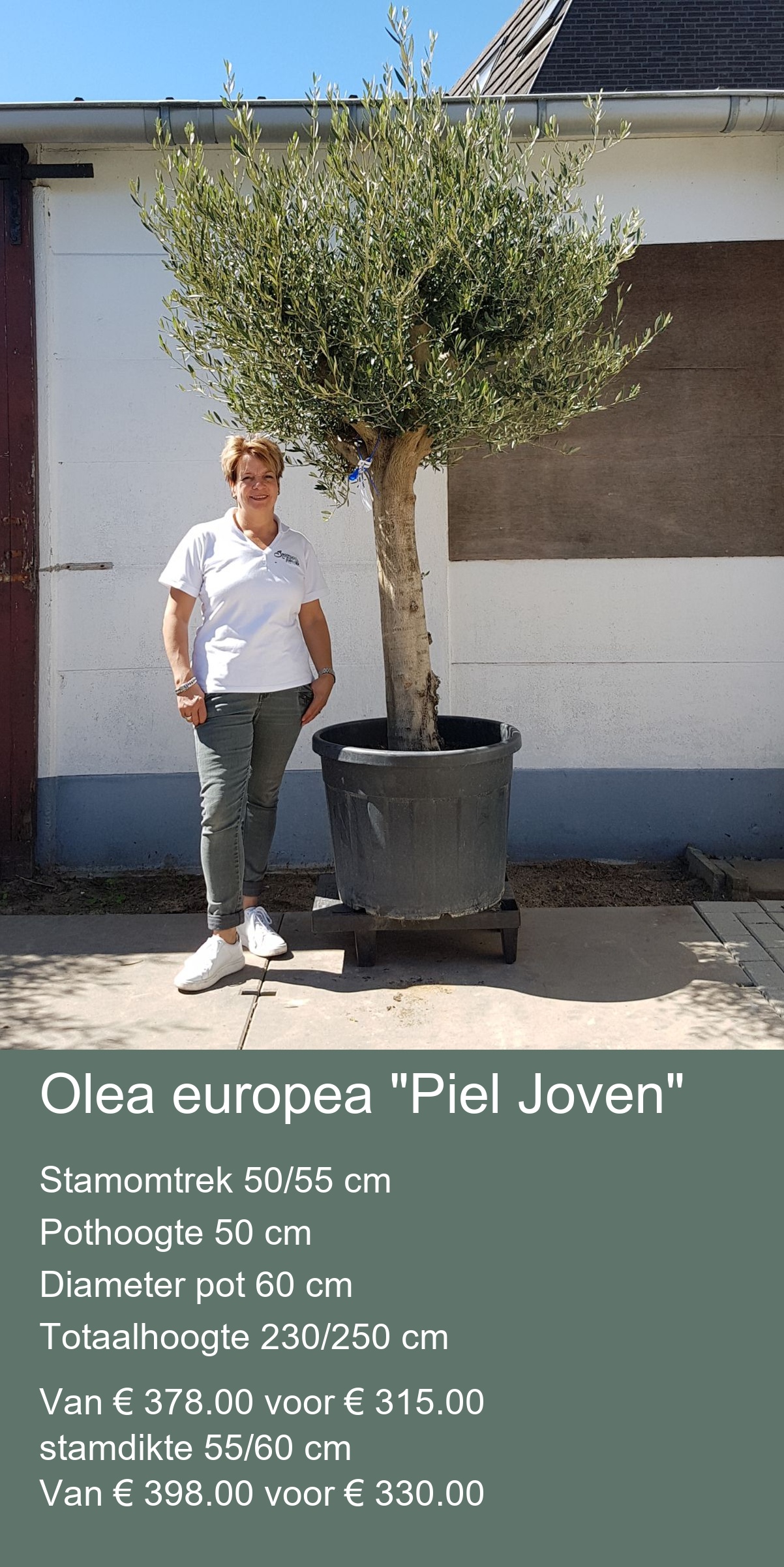 Olea europea “Piel Joven” Stamomtrek 50/55 cm