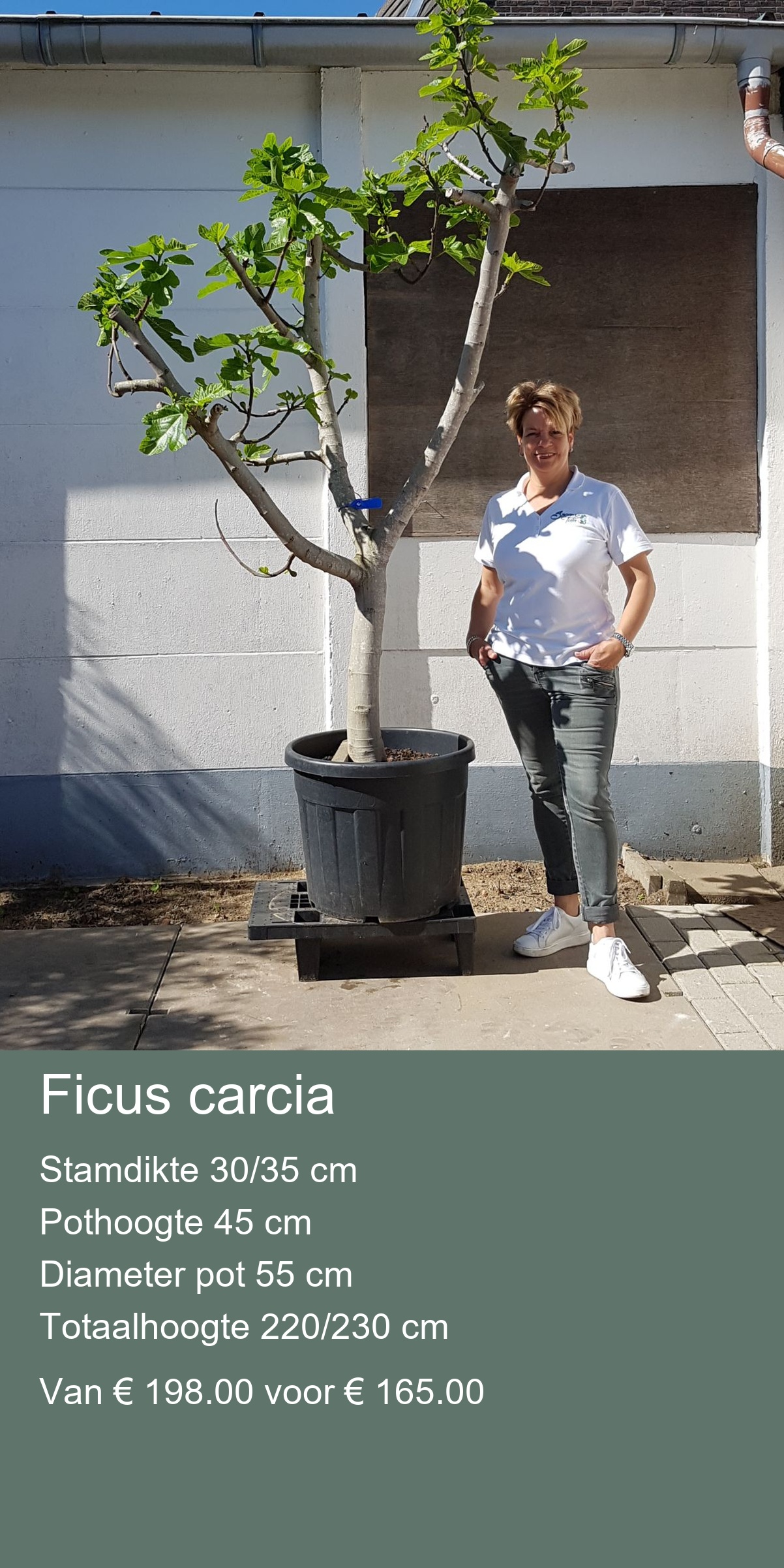 Olea europea “Bonsai” stamdikte 100/120 cm