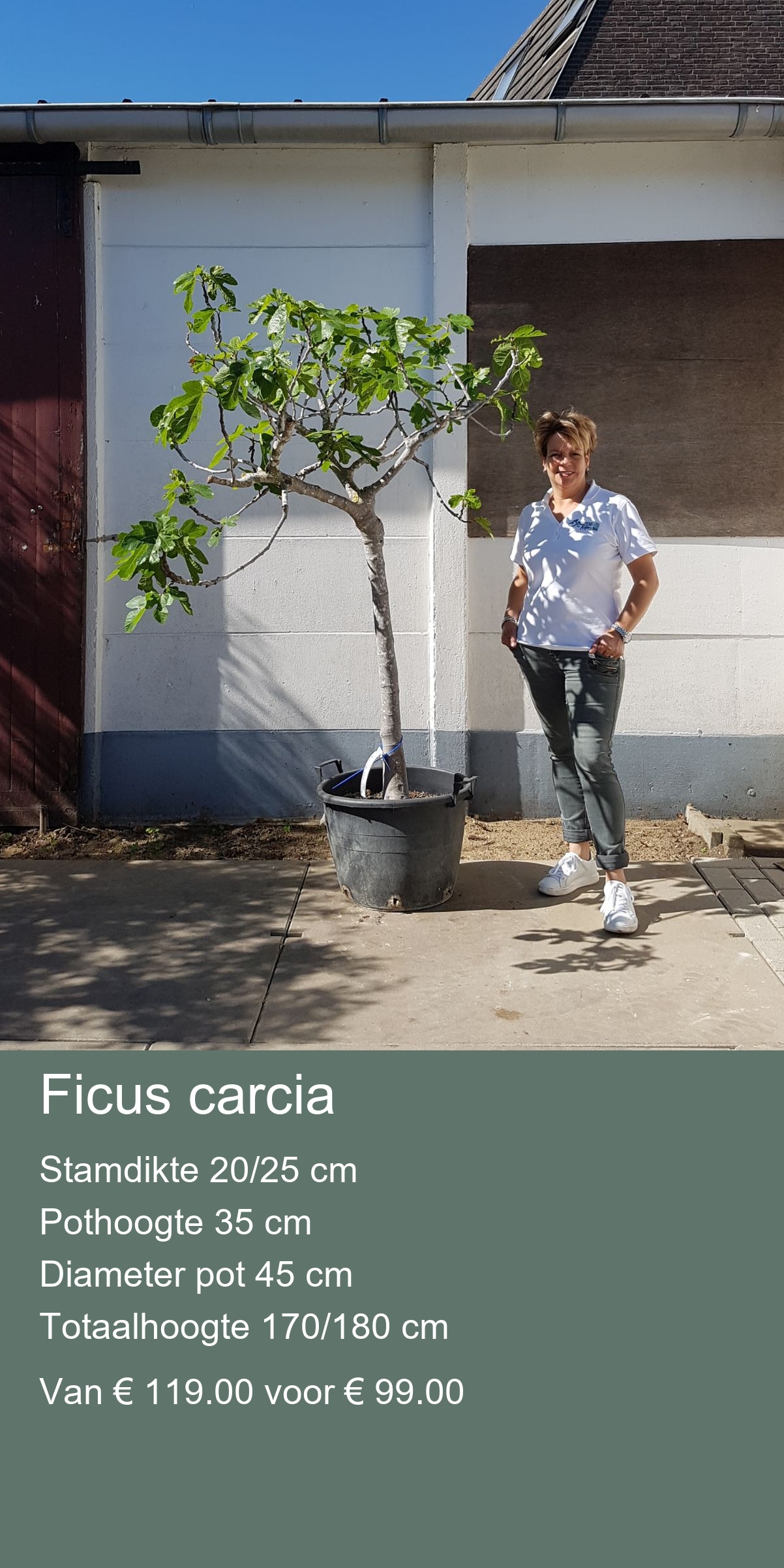Olea europea “Bonsai” stamdikte 140/170 cm