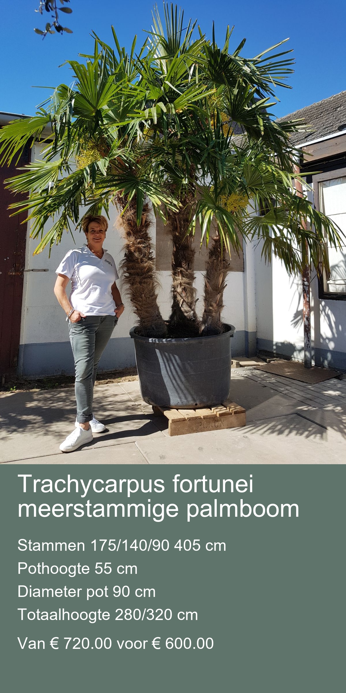 Trachycarous fortunei  Stamhoogte 80/120 cm