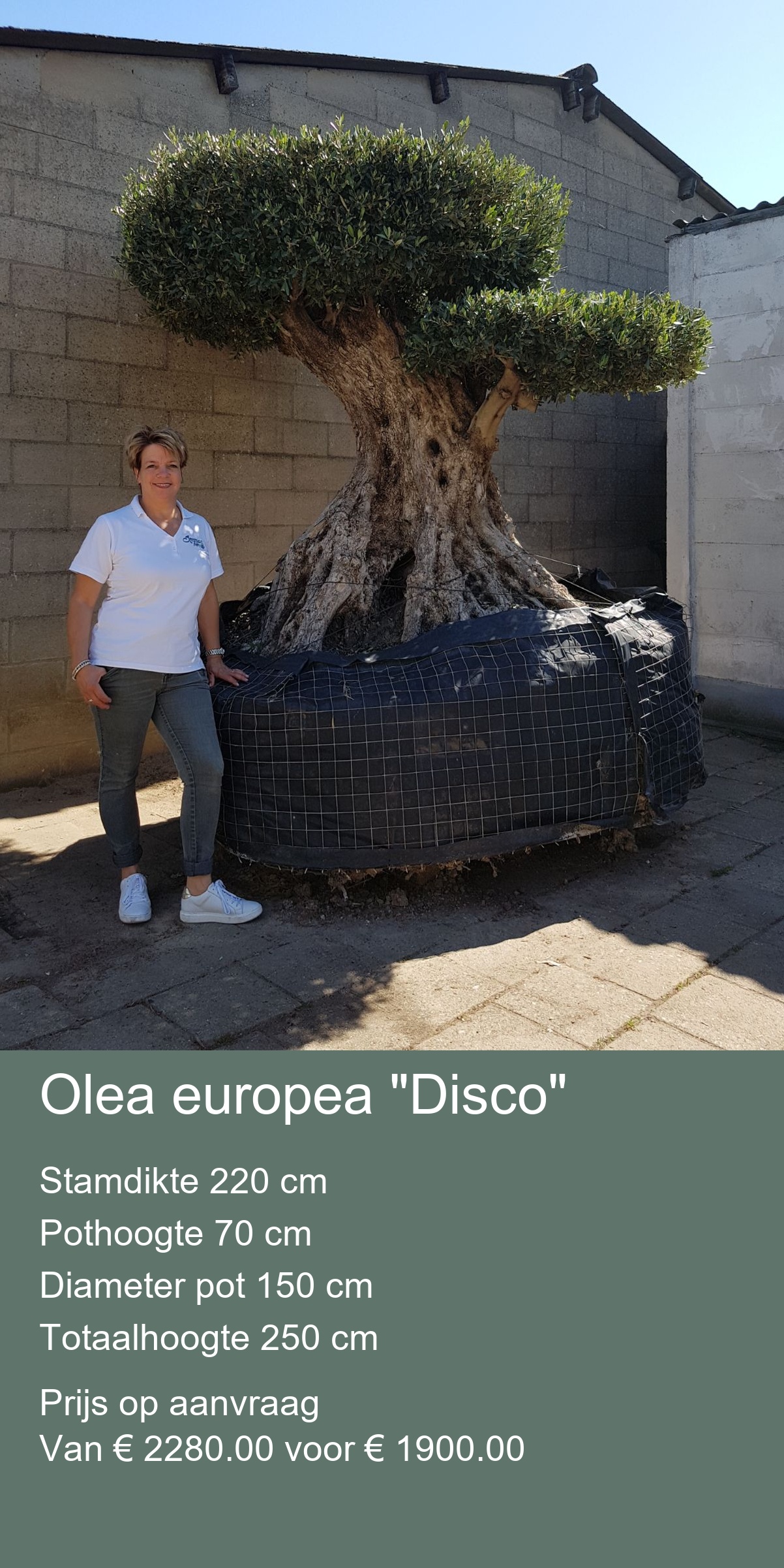Trachycarpus fortunei Stamhoogte van 180/200 cm