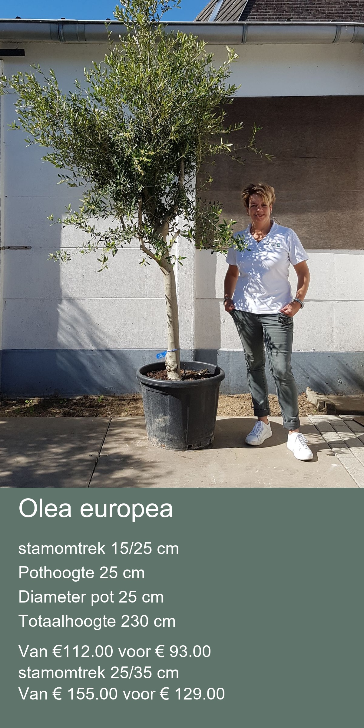 Ficus carcia Stamdikte 25/30 cm