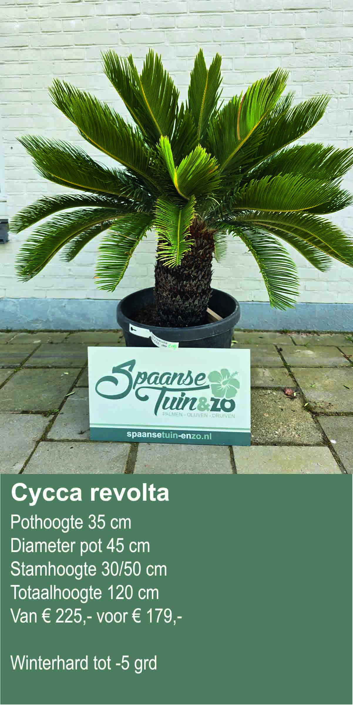 Cycca revolta