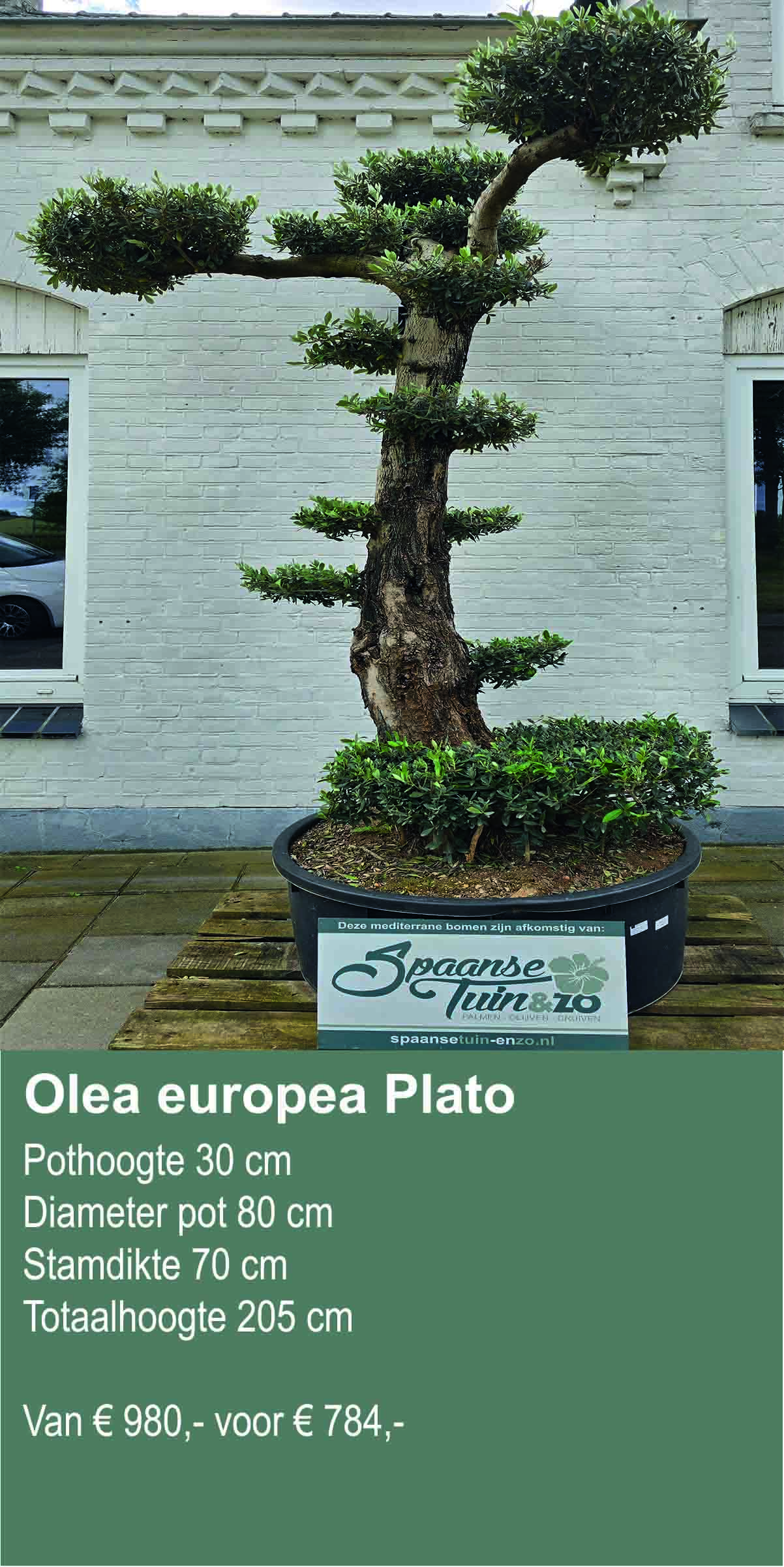 Olea europea Plato