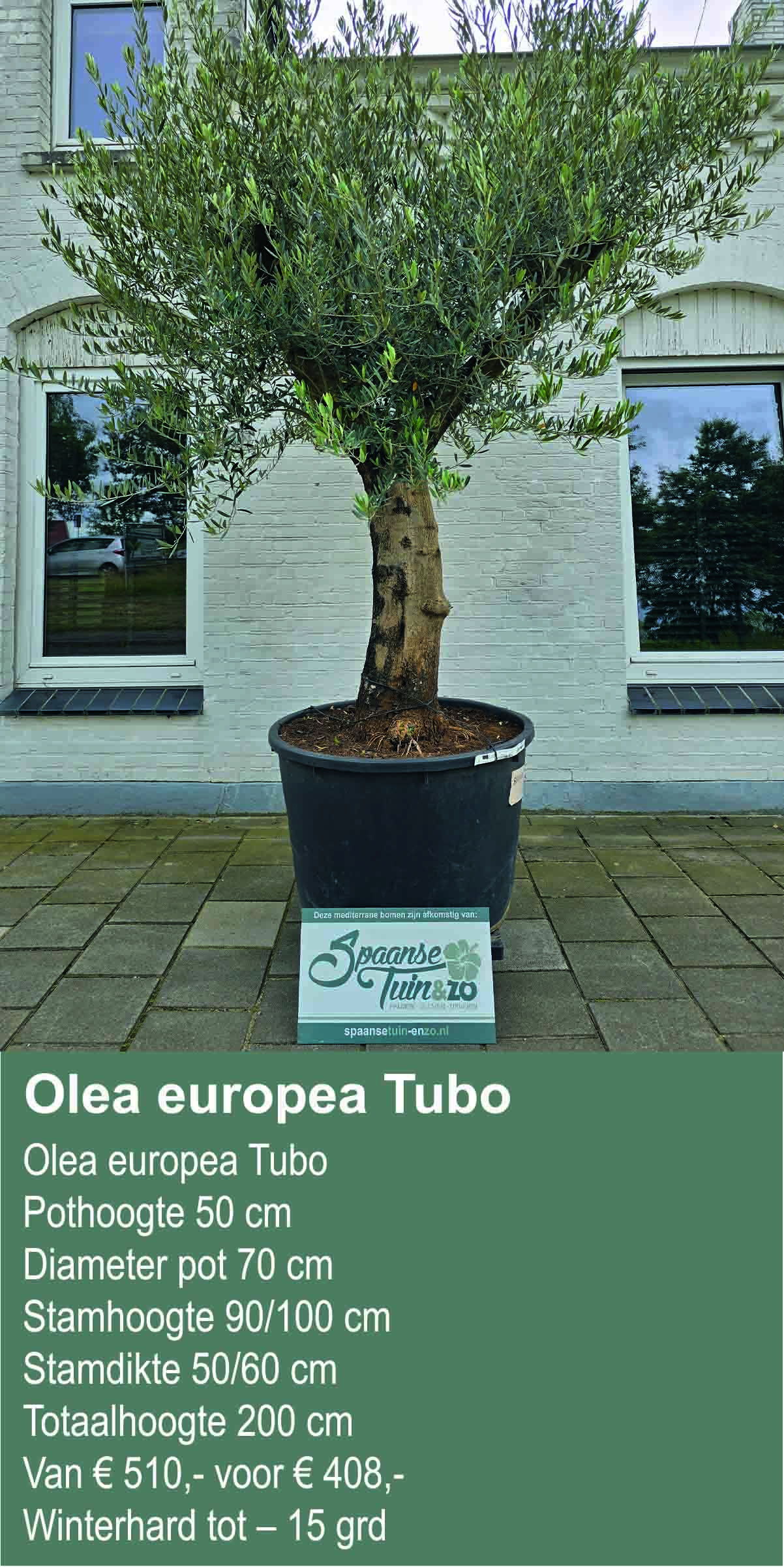 Olea europea Tubo