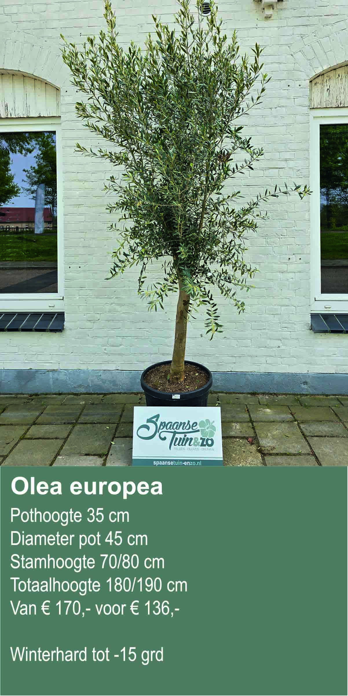 Olea europea