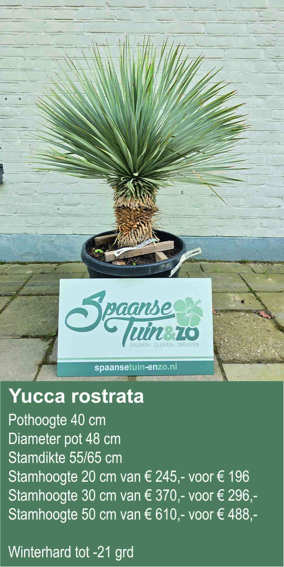 Yucca rostrata