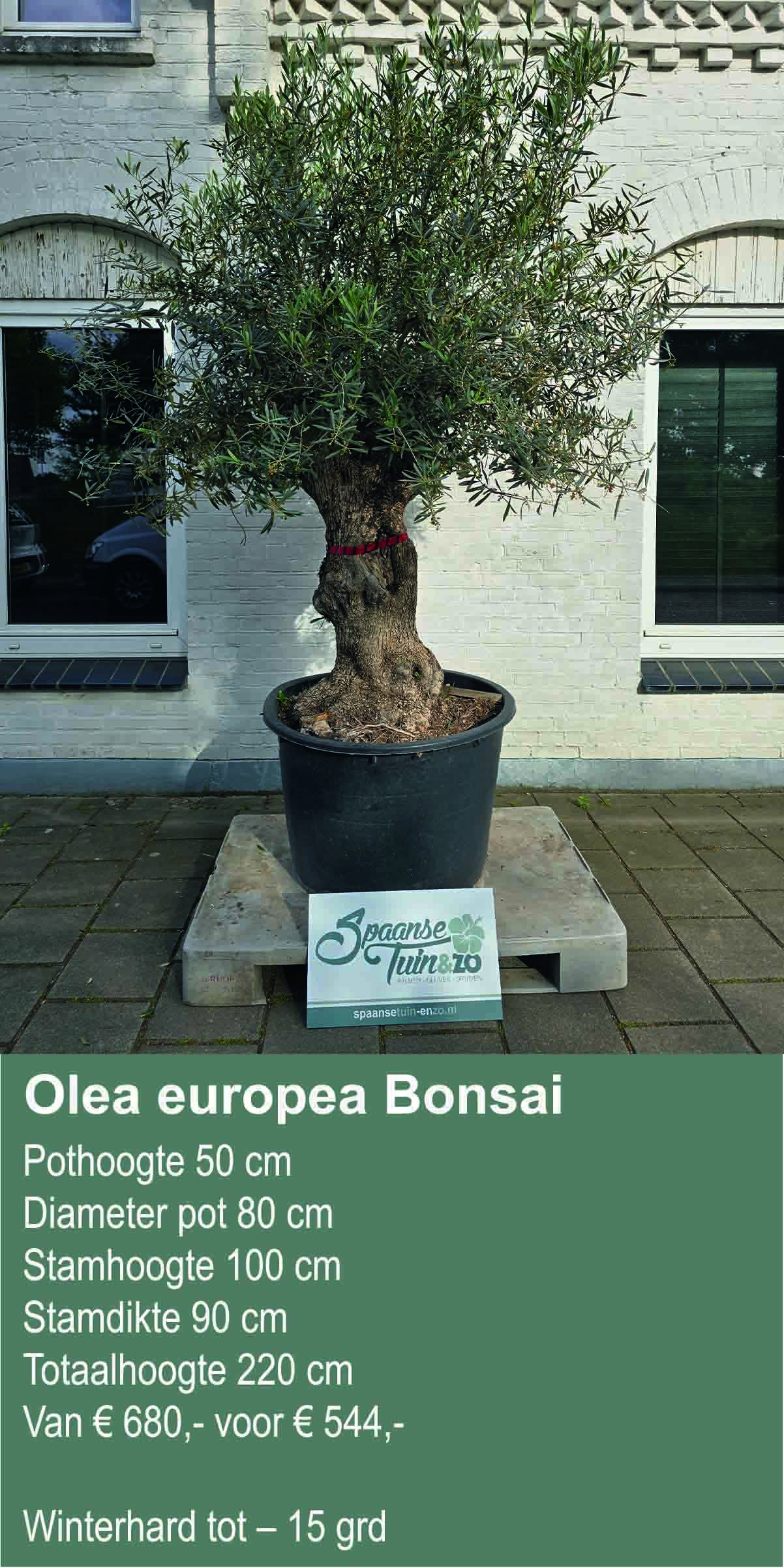 Olea europea Bonsai