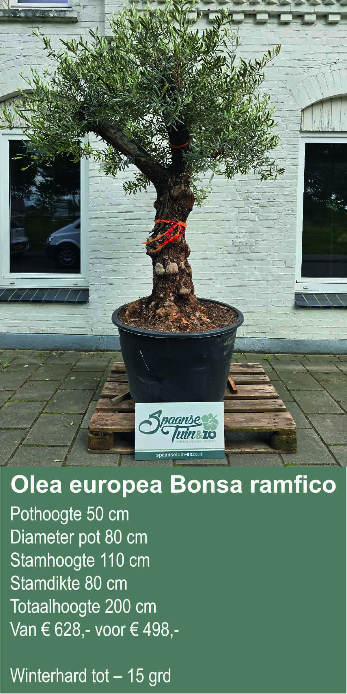 Olea europea Bonsai rasm