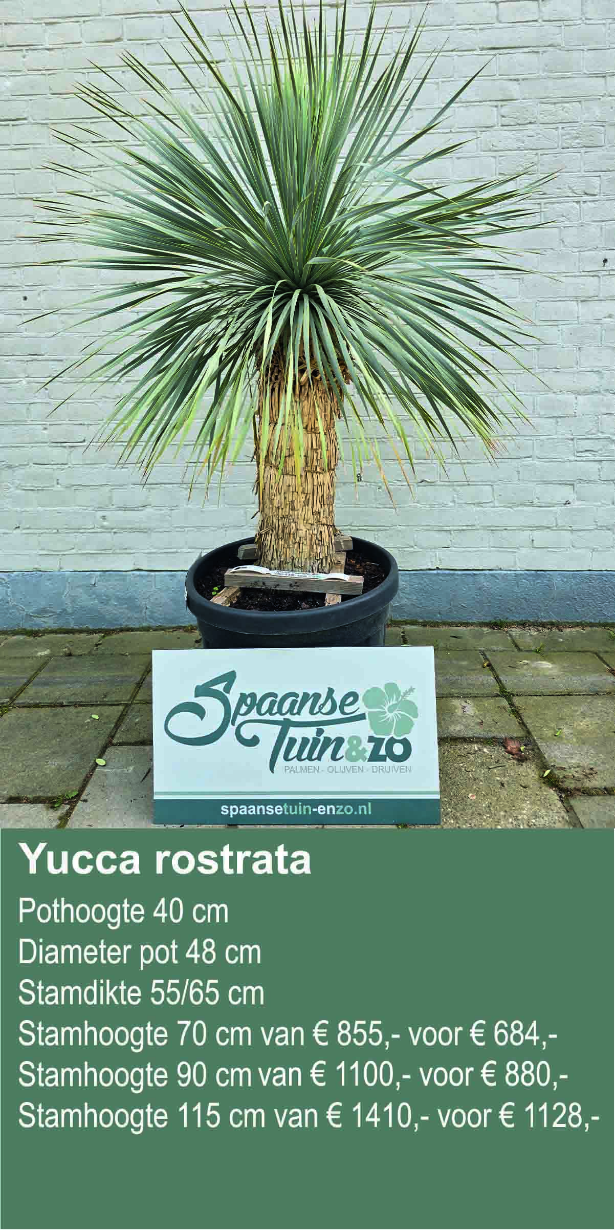 Yucca rostrata