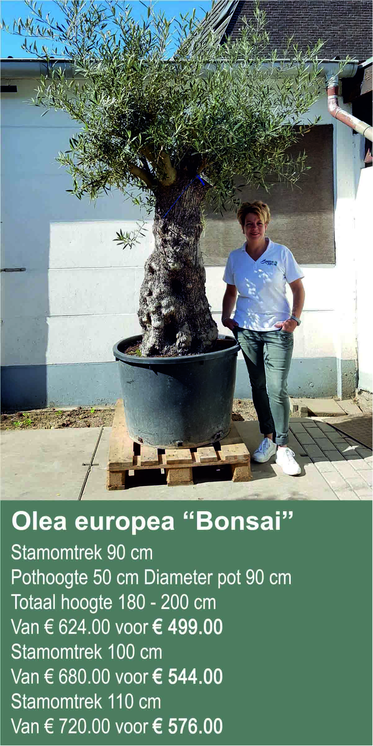 Olea europea Bonsai1