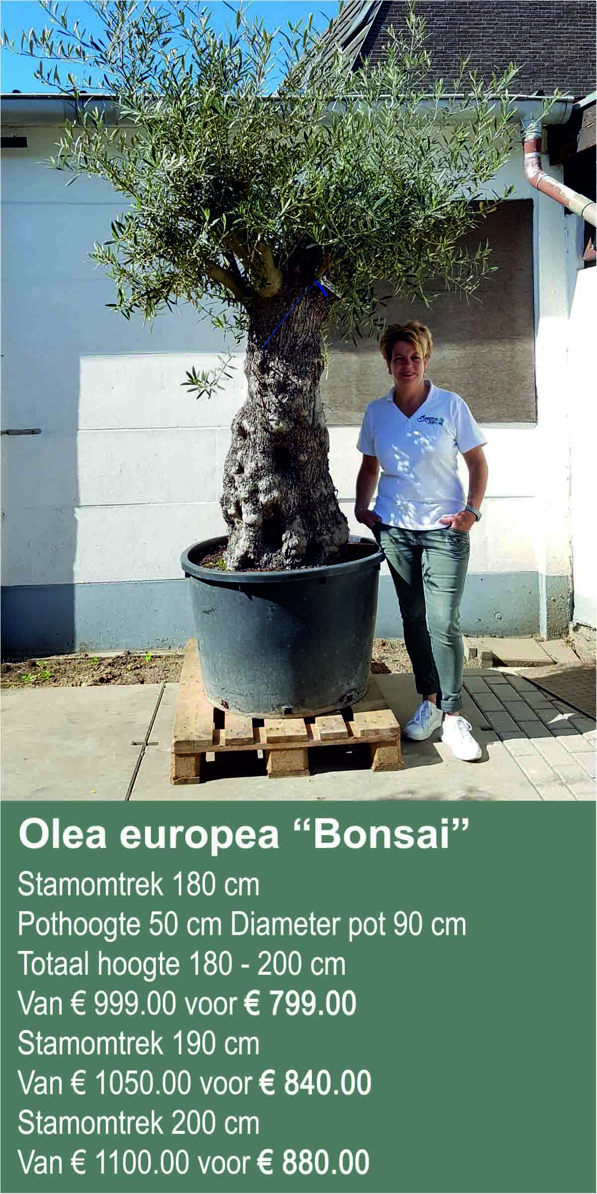 Olea europea Bonsai4