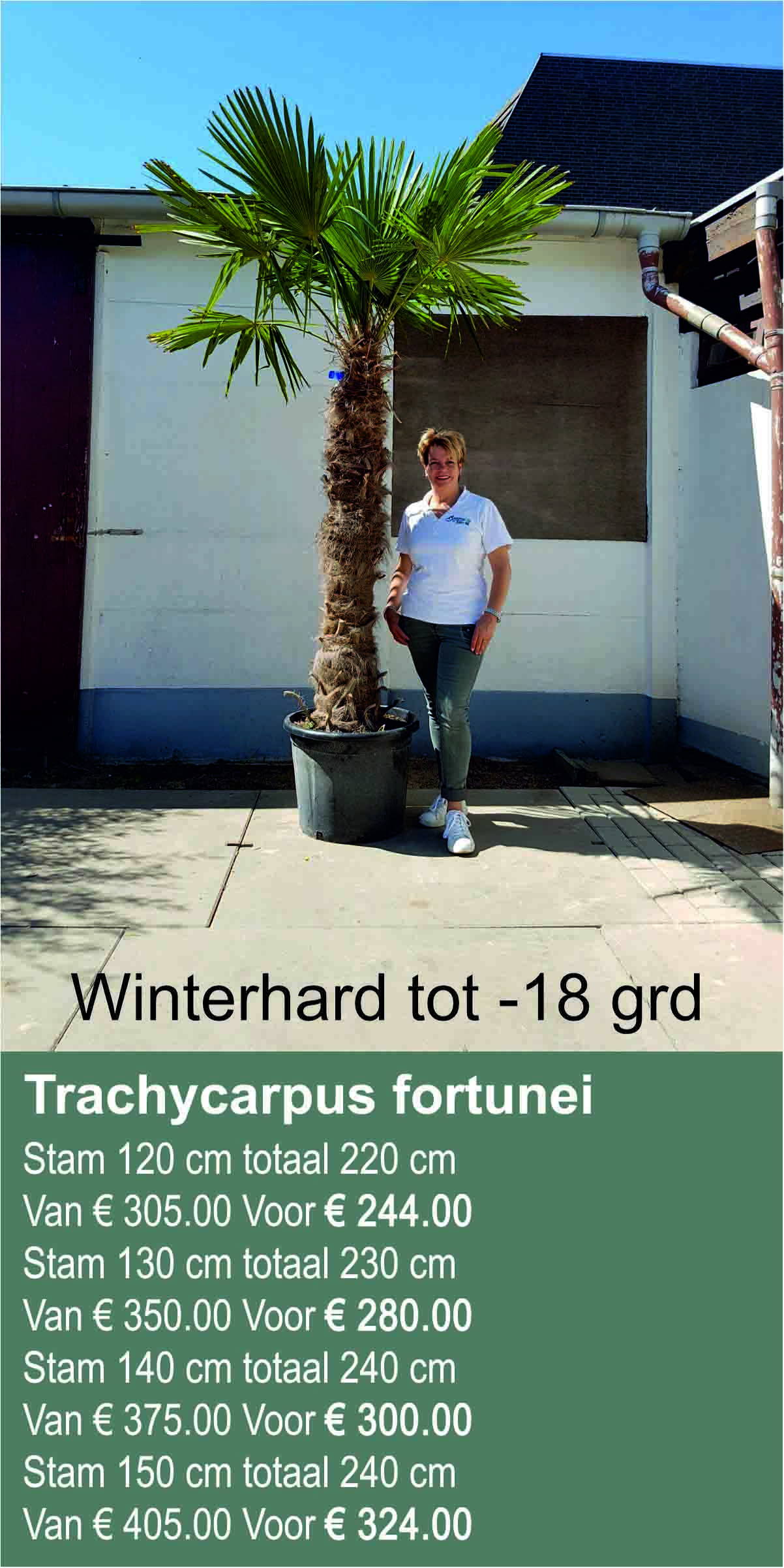 trachycarpus fortunei 120 tm 150