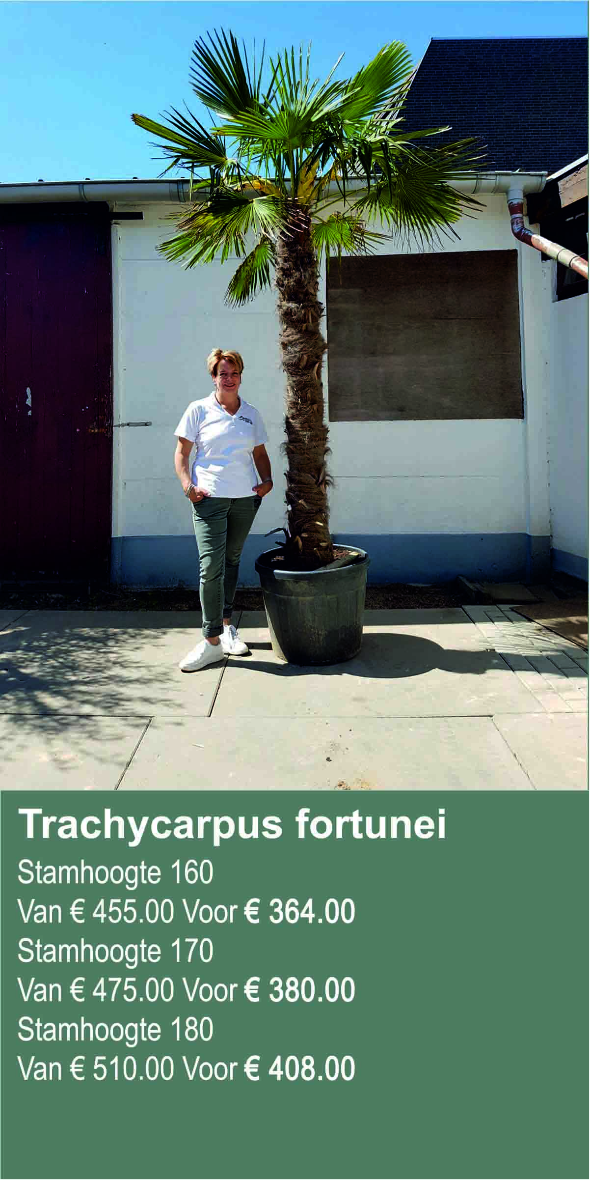 trachycarpus fortunei 160 tm 180