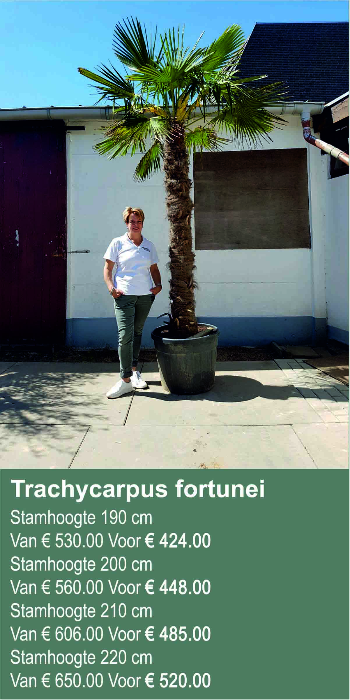 trachycarpus fortunei 190 tm 220