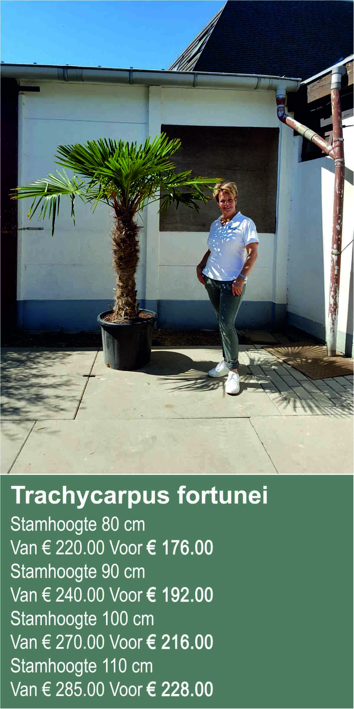 trachycarpus fortunei 80 tm 110