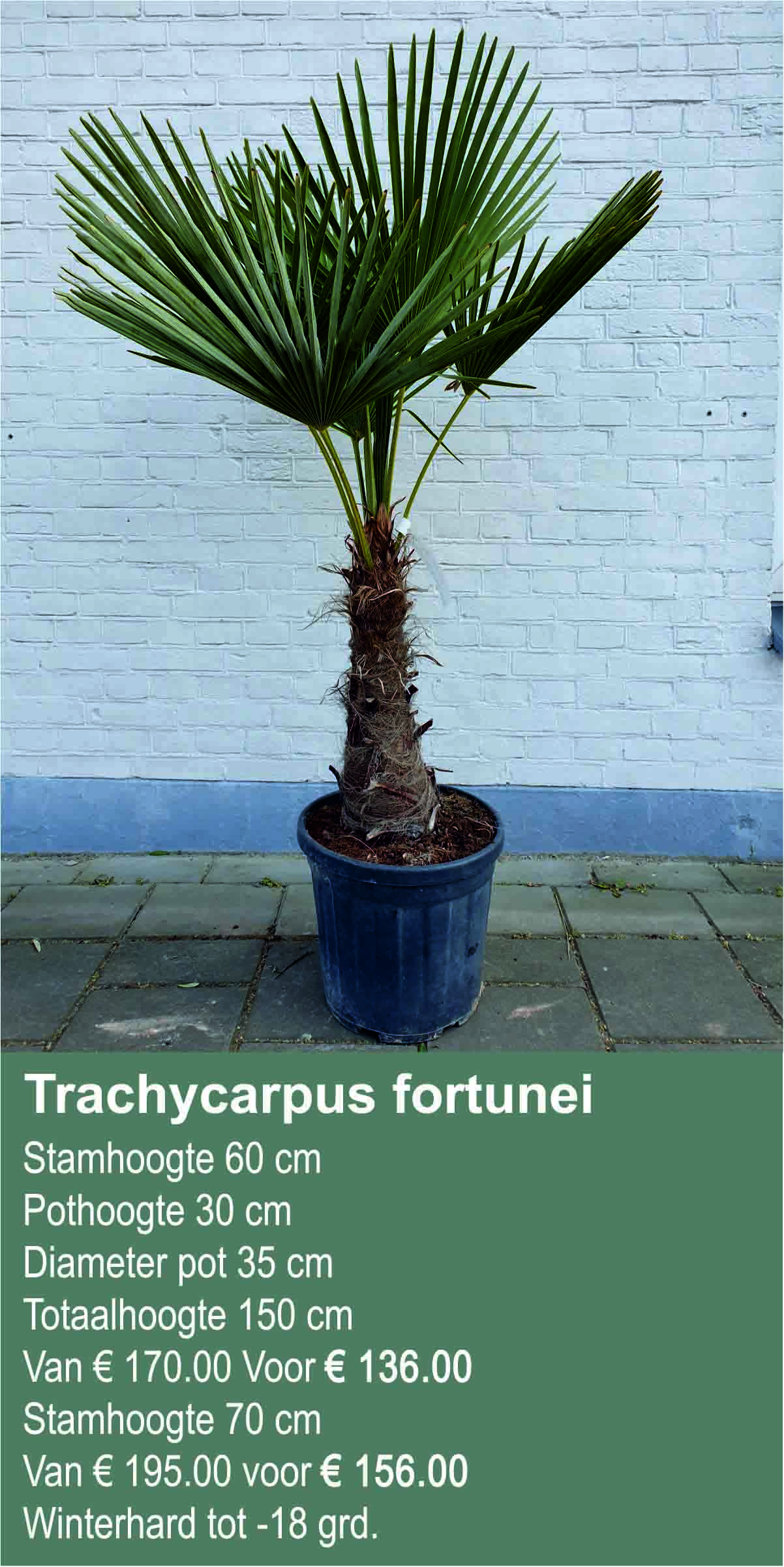 trachycarpus fortunei60 70